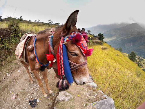 Himalayan Donkey