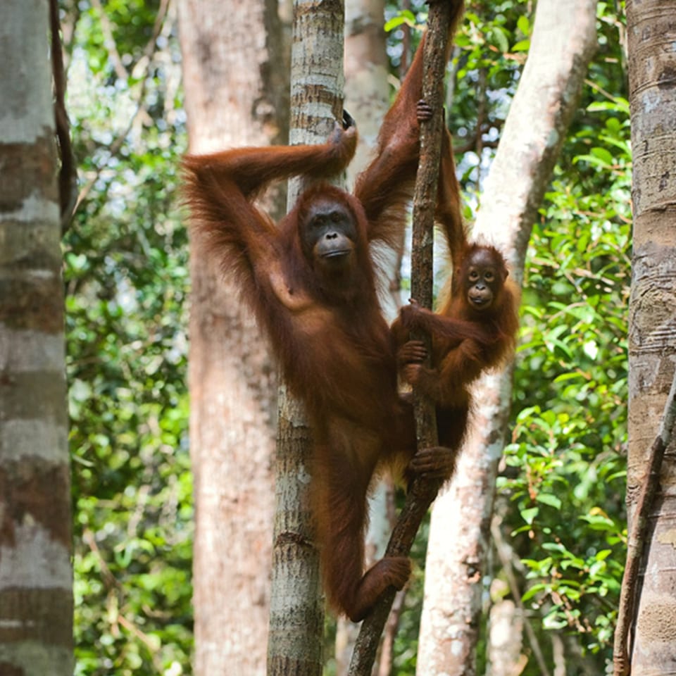 bigstock-A-Female-Of-The-Orangutan-With-14955485 copy