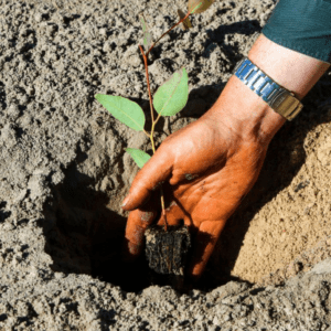 replanting forests