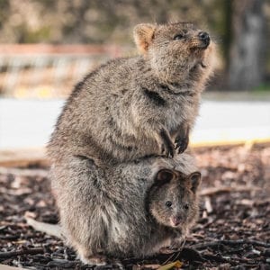 Quokka with joey in their pouch