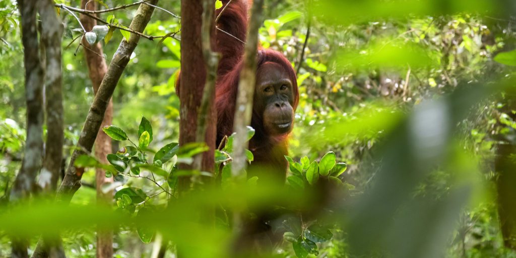 Orangutan in the trees