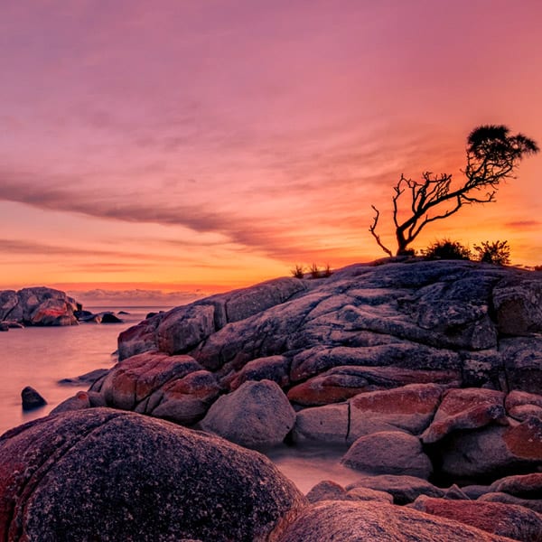 Bay of Fires Tasmania - Deep sunset hues silhouette a windblown tree on top of craggy boulders along the coastline