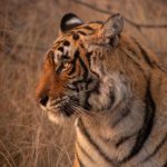 600x600 india ranthambore tiger