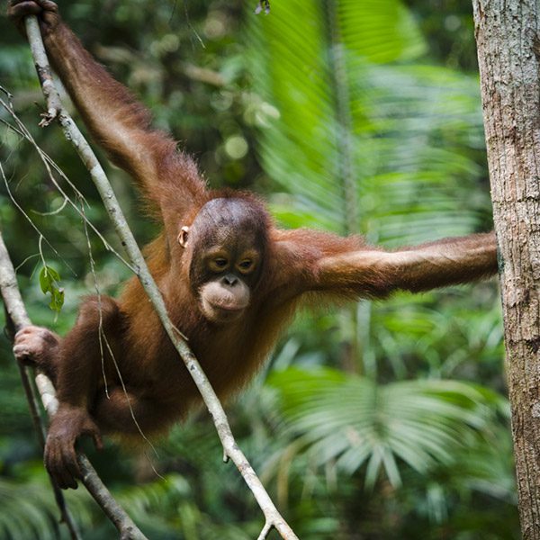 Orangutan baby in a tree, Sumatra