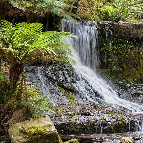 Waterfall in lush rainforest area, Tasmania