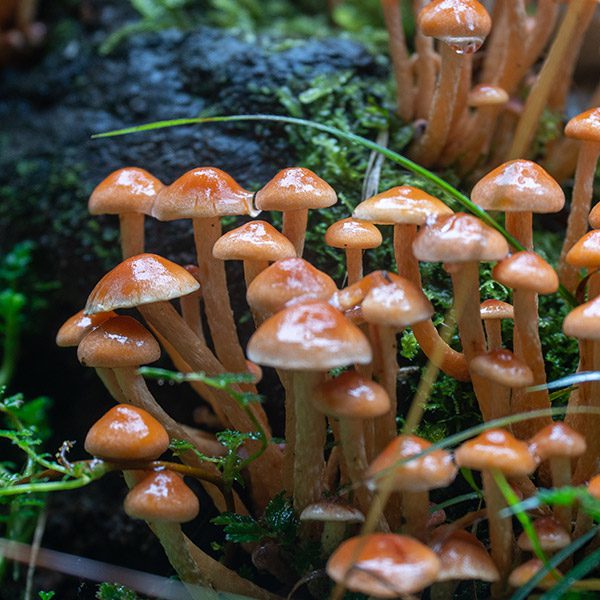 Close up of delicate mushrooms in Tarkine, Tasmania