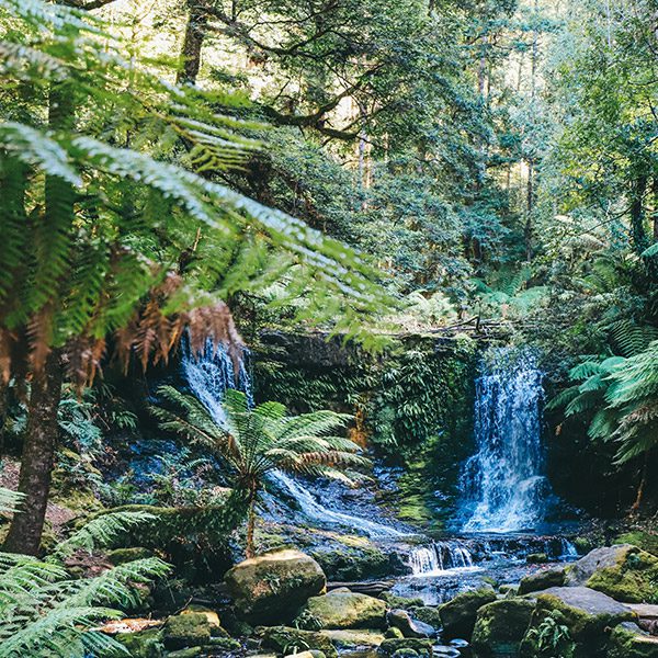 Waterfall in lush rainforest in the Tarkine, Tasmania