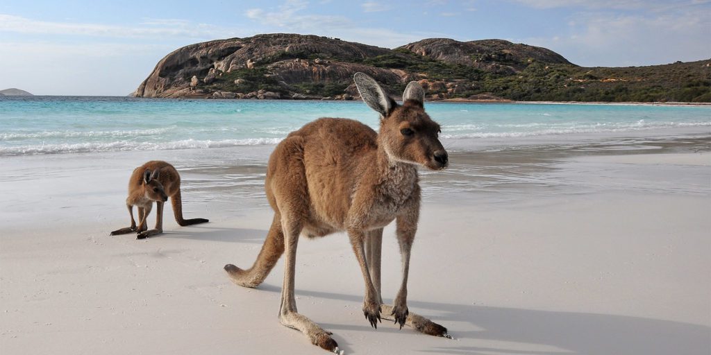 Kangaroo on beach. Kangaroo Island, South Australia