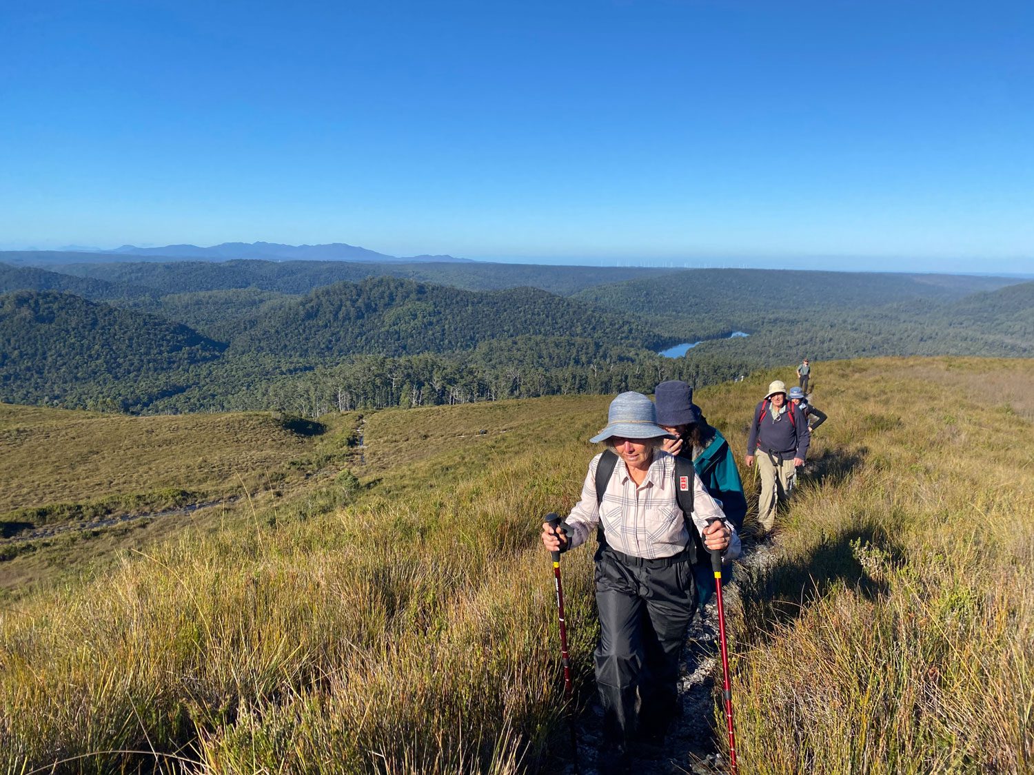 Trekkers pushing through long grass in Tasmania