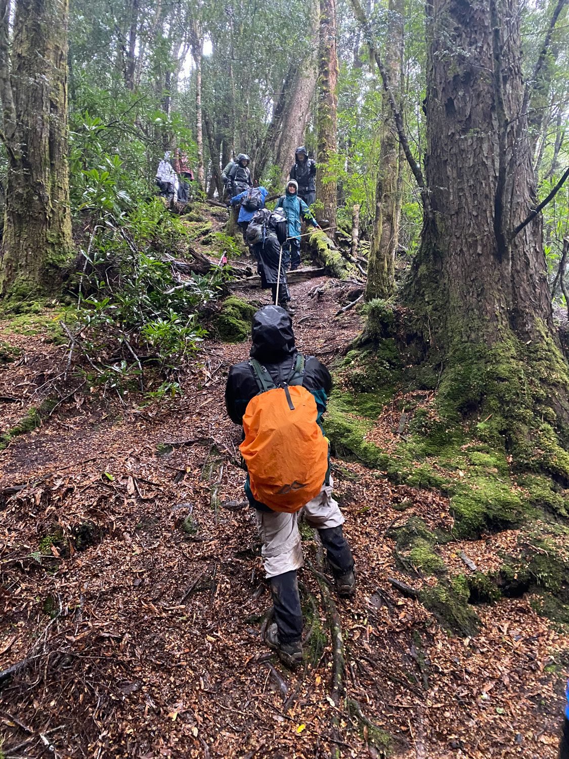 Trekkers climbing through lush rainforest, Tasmania