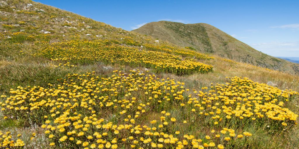 Profusion of yellow flowers on hillside. Mt Feathertop