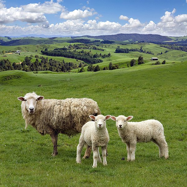 Sheep on lush pastures in New Zealand