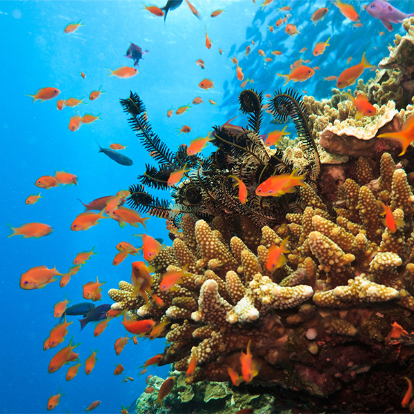 Great Barrier Reef Foundation Whitsundays Kayak 2022