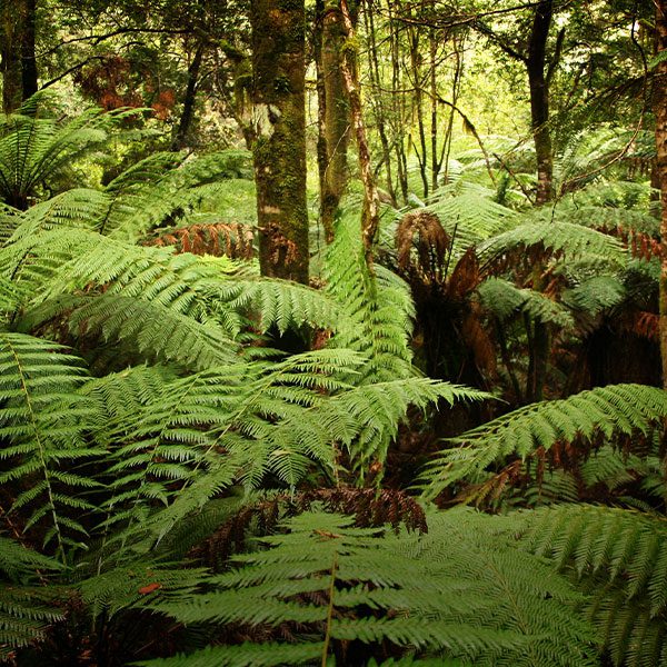 Nature Conservation Council of NSW Tarkine 2022