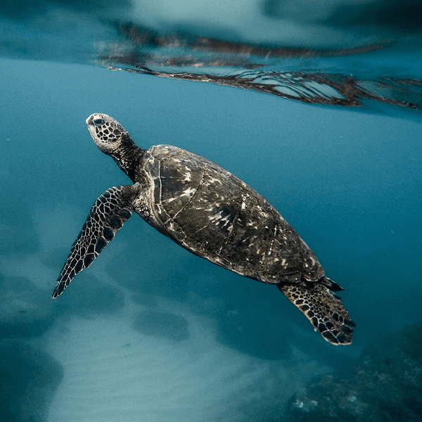 Turtle swimming - Take 3 for the sea