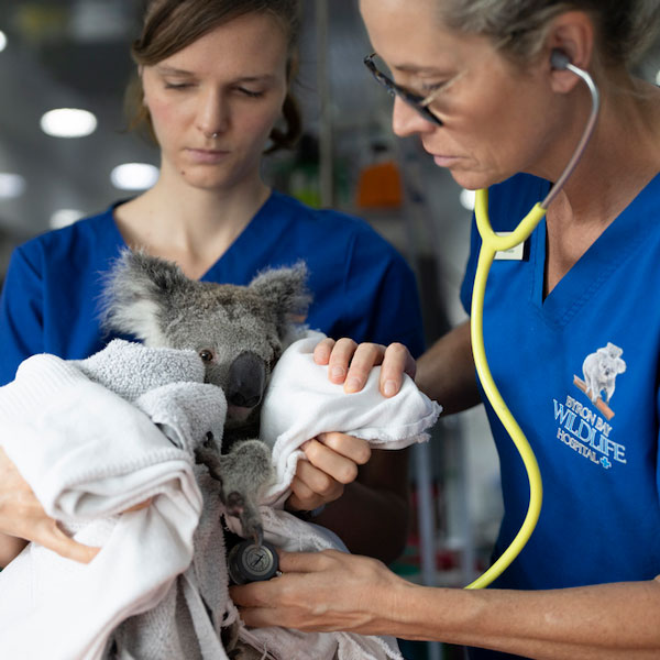 Wildlife Recovery Australia image - vet with Koala