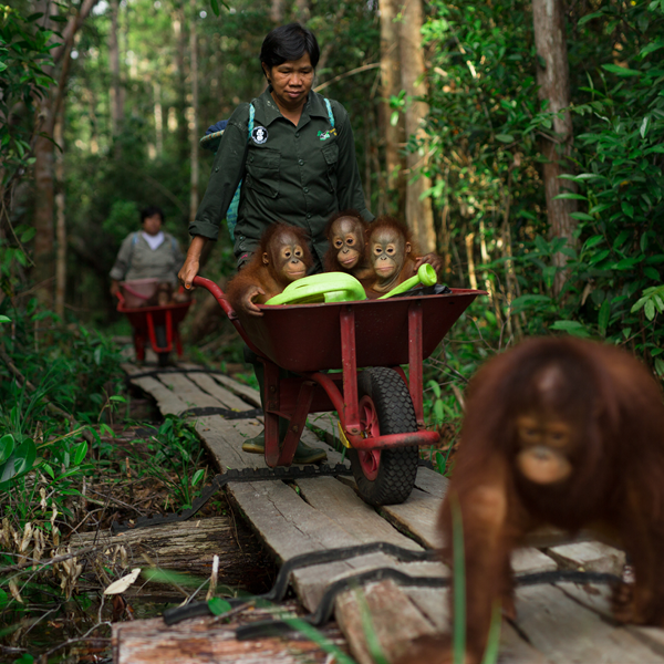 BOS Australia - Borneo Orangutan 2027