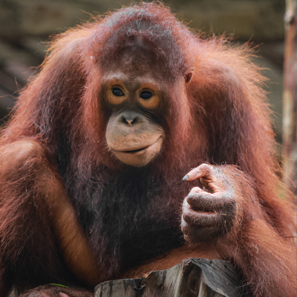 BOS Australia - Borneo Orangutan 2027