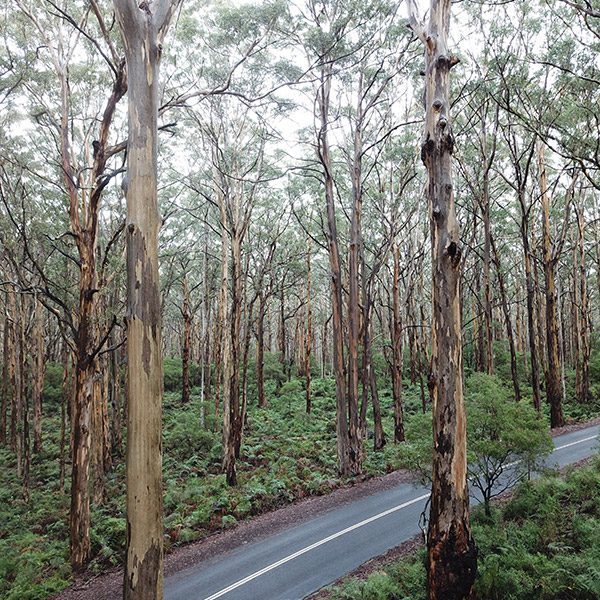 600x600-bibbulmun-karri-forest