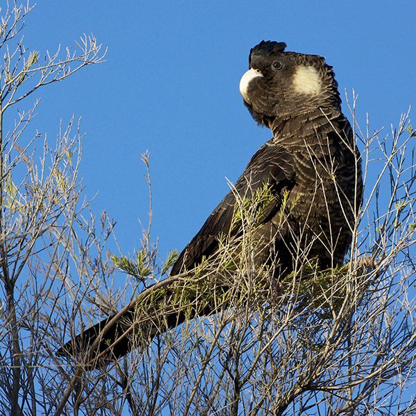 Black Cockatoo perched on tree top against a blue sky