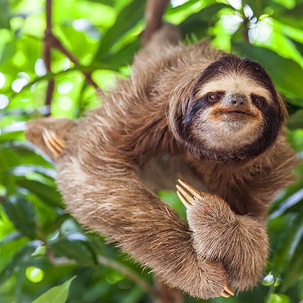 600x600-costa-rica-sloth