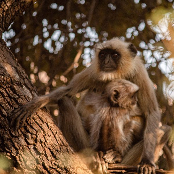 600x600-india-ranthambore-monkeys