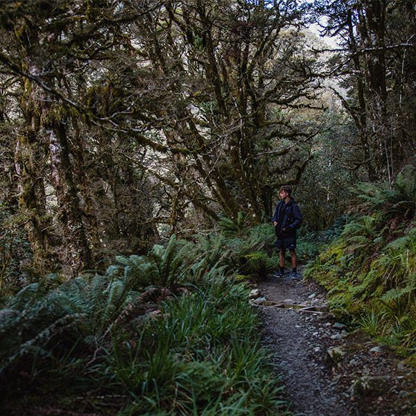 Young man following dirt trail through lush forest. Arthur's Pass, New Zealand