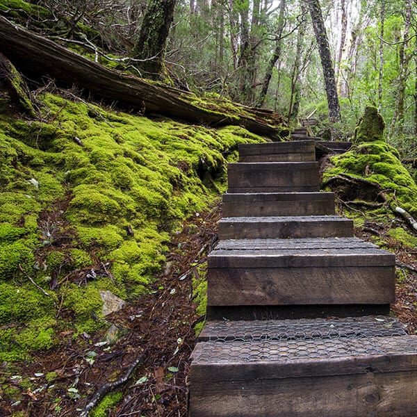 Steps leading up in a lush rainforest setting. Tasmania