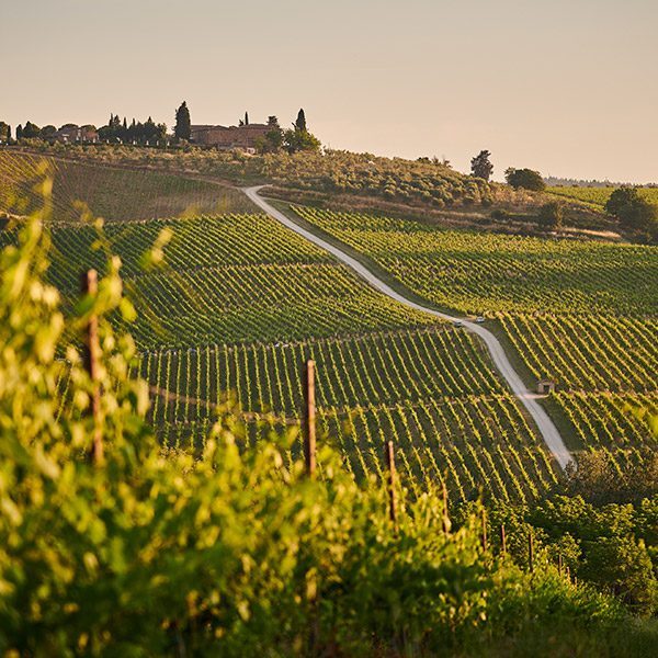 Snaking path dividing up neat vineyards at dusk