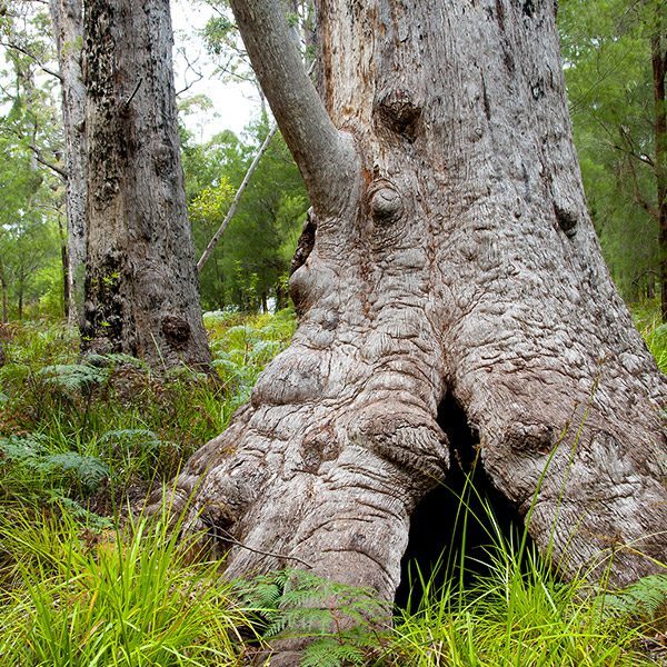Enormous trunk of Tingle Tree, Walpole
