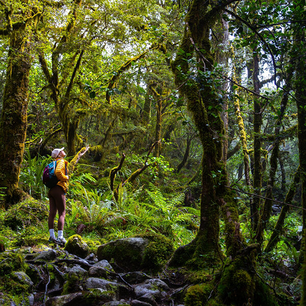 Trekking through forest in FIORDLAND NATIONAL PARK New Zealand