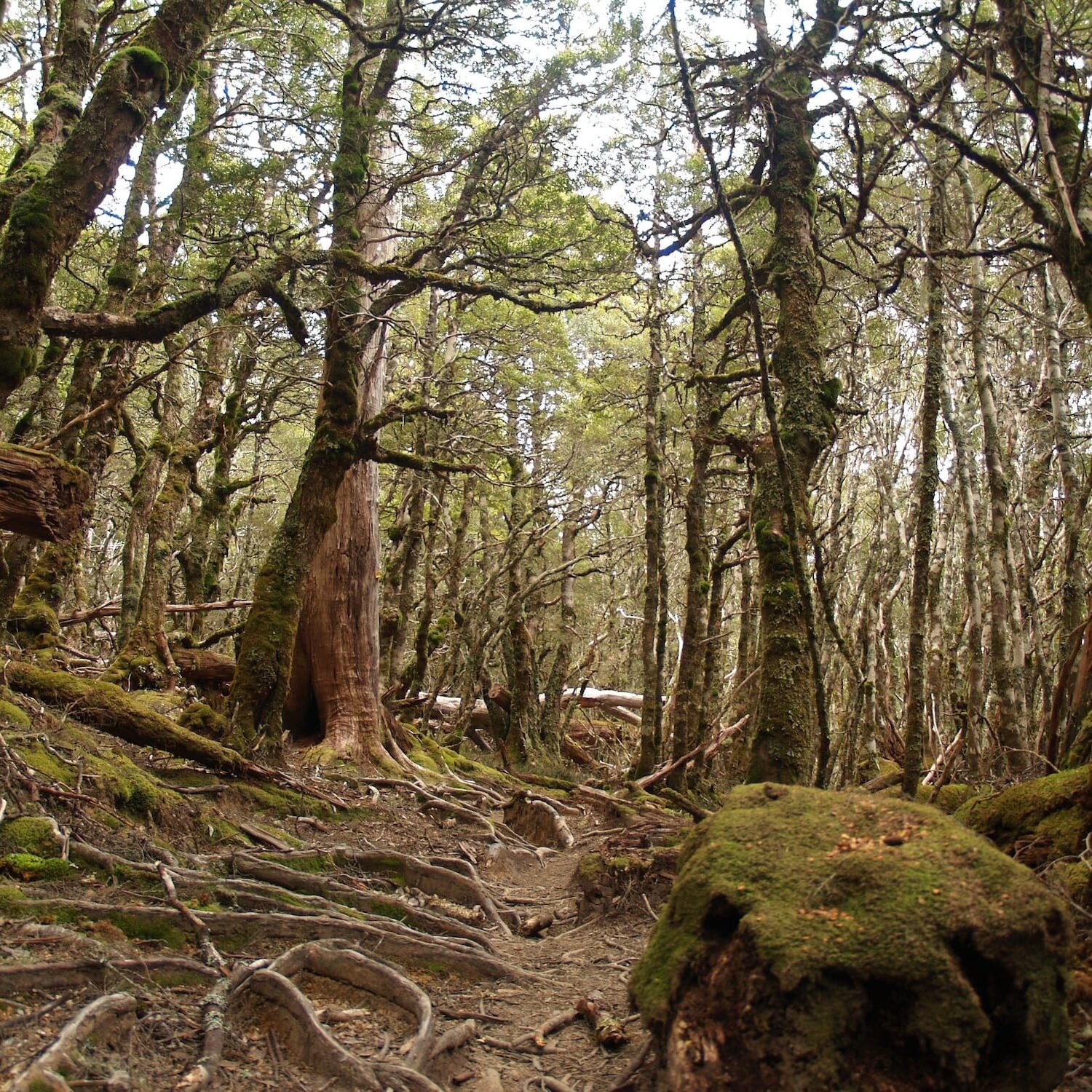 Rain forest in Cradle Mountains, Lake St Clair National Park